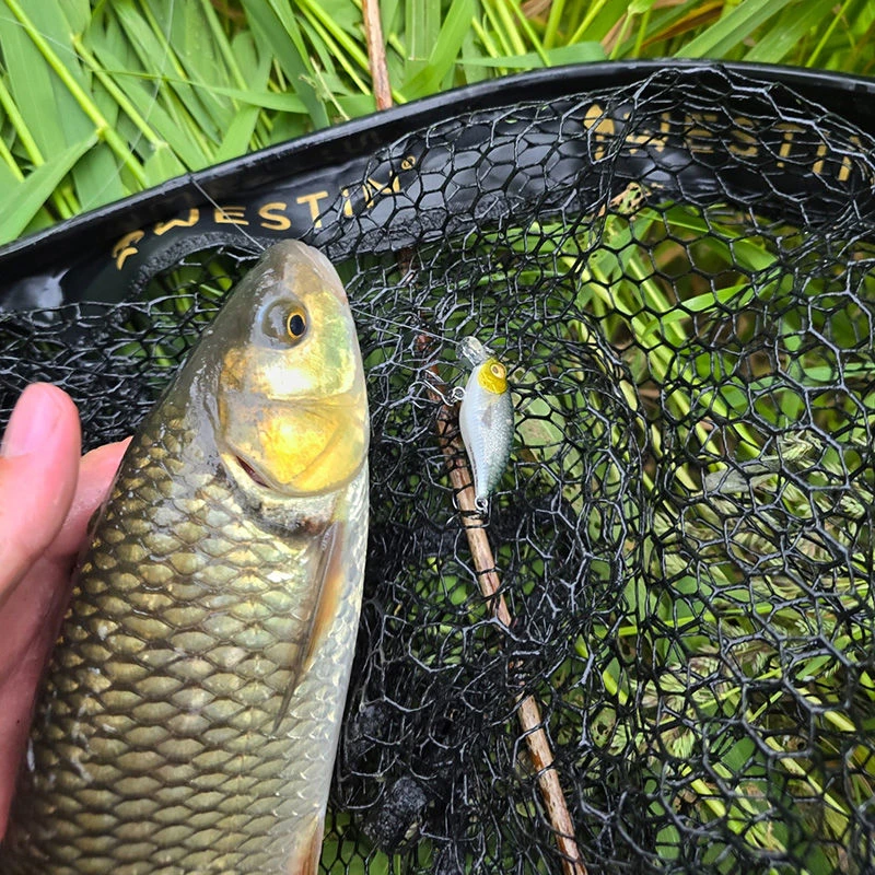 Westin Buzzbite Crankbaits 5cm/6g
